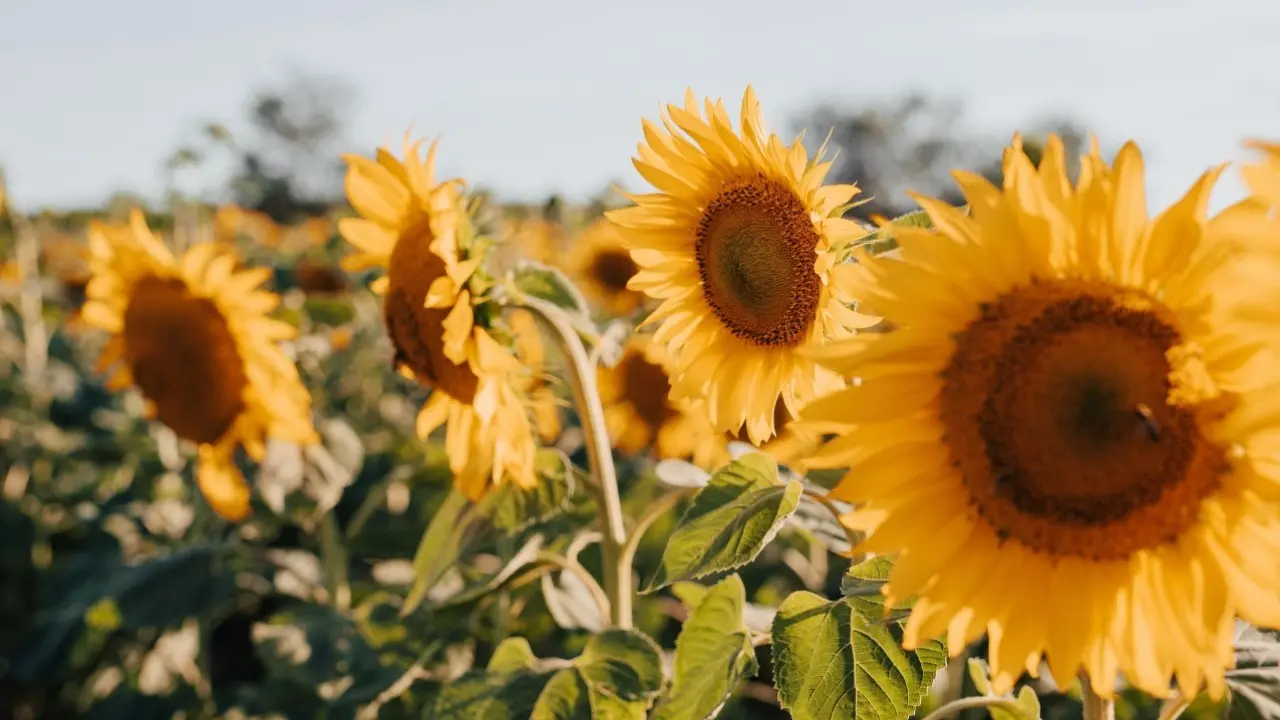 Фото Pixabay.com