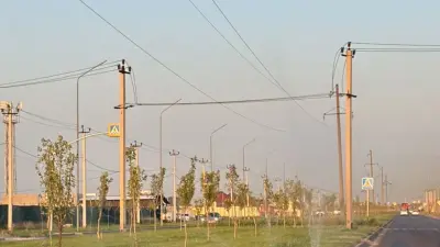 В Шымкенте заменят 5% деревьев, не прижившихся после масштабного озеленения