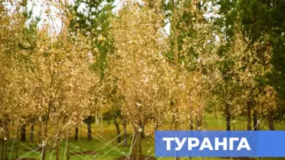 Редкое дерево туранга впервые украсила Ботанический сад Астаны