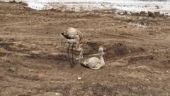 В Нур-Султане ищут двух фламинго, которых видели на стройплощадке