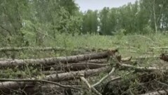 Аким СКО о вырубке деревьев в лесопосадке для строительства кемпинга: Это недопустимо