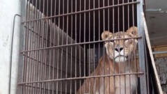 В Павлодаре владельцев, которые держали цирковых животных во дворе частного дома, привлекут к ответственности