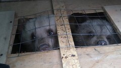 Таможенники задержали контрабанду четырёх бурых медвежат на казахстанско-российской границе