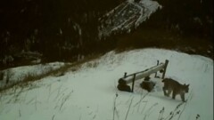 Туркестанская рысь попала в объектив фотоловушки в нацпарке "Кольсайские озёра"