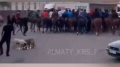 Полиция нашла организатора кокпара на проезжей части Каскелена