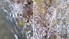 Ещё один случай массовой гибели рыбы произошёл в Атырауской области