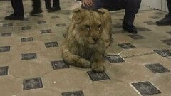 В Шымкенте полицейские ищут львёнка, которого незаконно содержали в гостинице