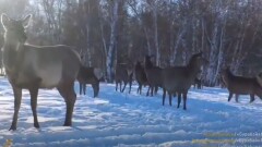 Большое стадо асканийских оленей попало в фотоловушку в национальном парке Бурабай
