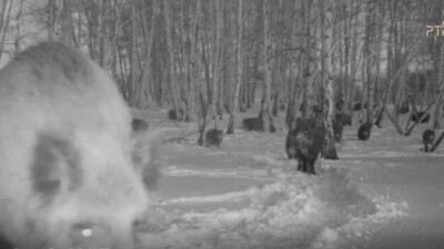 Стадо диких кабанов попало в фотоловушку в национальном парке Бурабай
