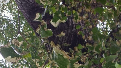 Деревья в Алматы атаковали вредители – минирующие пилильщики. В городе проводят спецобработку