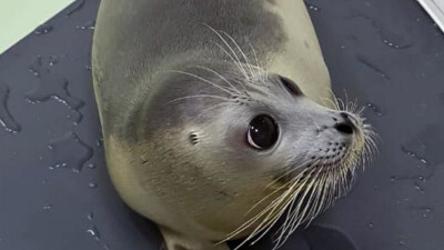 Спасённого краснокнижного тюленя выпустили в Каспийское море