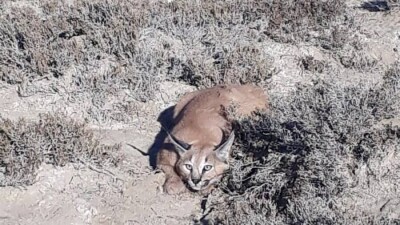 Краснокнижную степную рысь обнаружили в природном парке "Кызылсай"