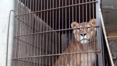 В Павлодаре владельцев, которые держали цирковых животных во дворе частного дома, привлекут к ответственности