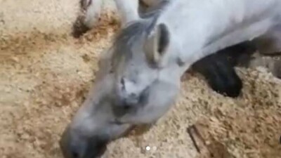 Полиция Алматы установила всех фигурантов дела об избиении лопатами скаковых лошадей