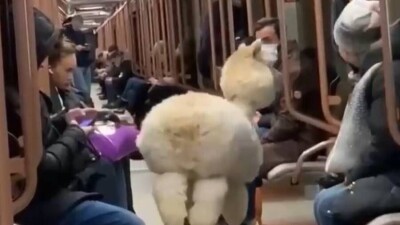 Альпака ехала в поезде метро Москвы