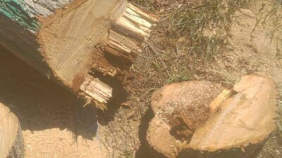 В Алматы на проспекте Абая вырубили 27 аварийных деревьев