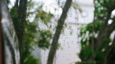 Аким ЗКО: Почти 300 млн выделено на борьбу против комаров и мух, но результат – ноль