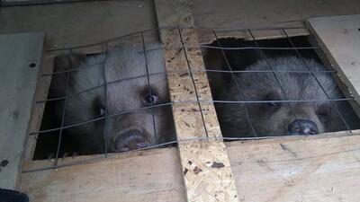Таможенники задержали контрабанду четырёх бурых медвежат на казахстанско-российской границе