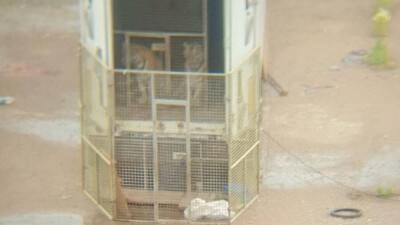 Двух тигров, которых сотрудник цирка держал на штрафстоянке Нур-Султана, поместили в зоопарк Алматы