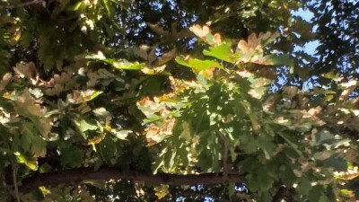 Вылечить алматинские дубы после поражения минирующим пилильщиком можно за 3-4 года