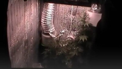 В Алматы преступная группа выписывала фиктивные счета-фактуры и выращивала марихуану