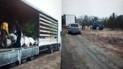 273 сосны выкопали браконьеры в Акмолинской области