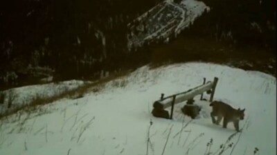 Туркестанская рысь попала в объектив фотоловушки в нацпарке "Кольсайские озёра"