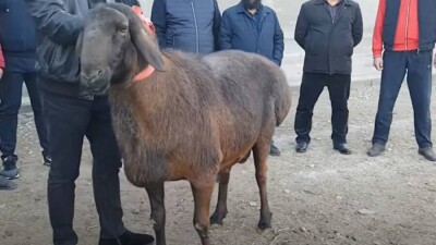 За 18 млн тенге купил барана овцевод в Туркестанской области