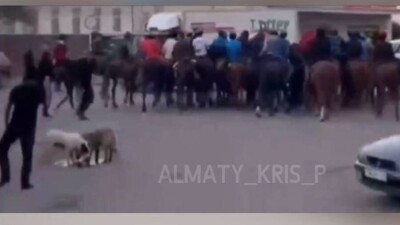 Кокпар на проезжей части устроили в Каскелене. Организатора и участников ищет полиция