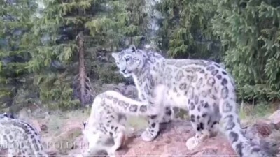 Фонд Джека Ма пригласили участвовать в открытии центра по сохранению снежных барсов в Алматы