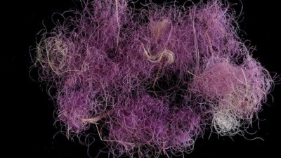 В Израиле археологи нашли библейский царский пурпур. Предположительно, ему более 3000 лет