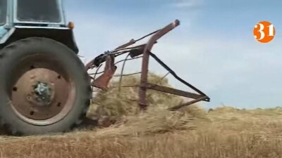 Сено предлагают вакцинированным от коронавируса сельчанам Костанайской области