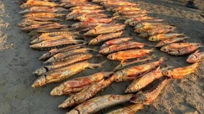 В Атырауской области у браконьера изъяли почти 500 кг рыбы осетровых пород
