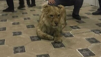 В Шымкенте полицейские ищут львёнка, которого незаконно содержали в гостинице