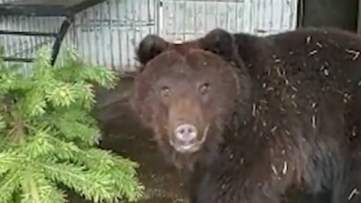 В биоцентре Семея медведи не впадают в спячку из-за тёплой зимы