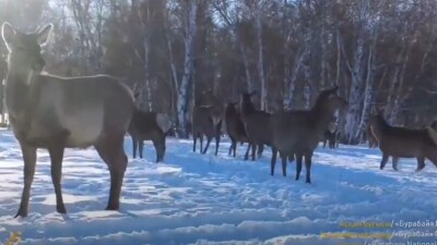 Большое стадо асканийских оленей попало в фотоловушку в национальном парке Бурабай