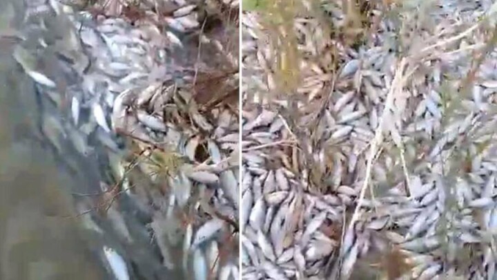 Ещё один случай массовой гибели рыбы произошёл в Атырауской области