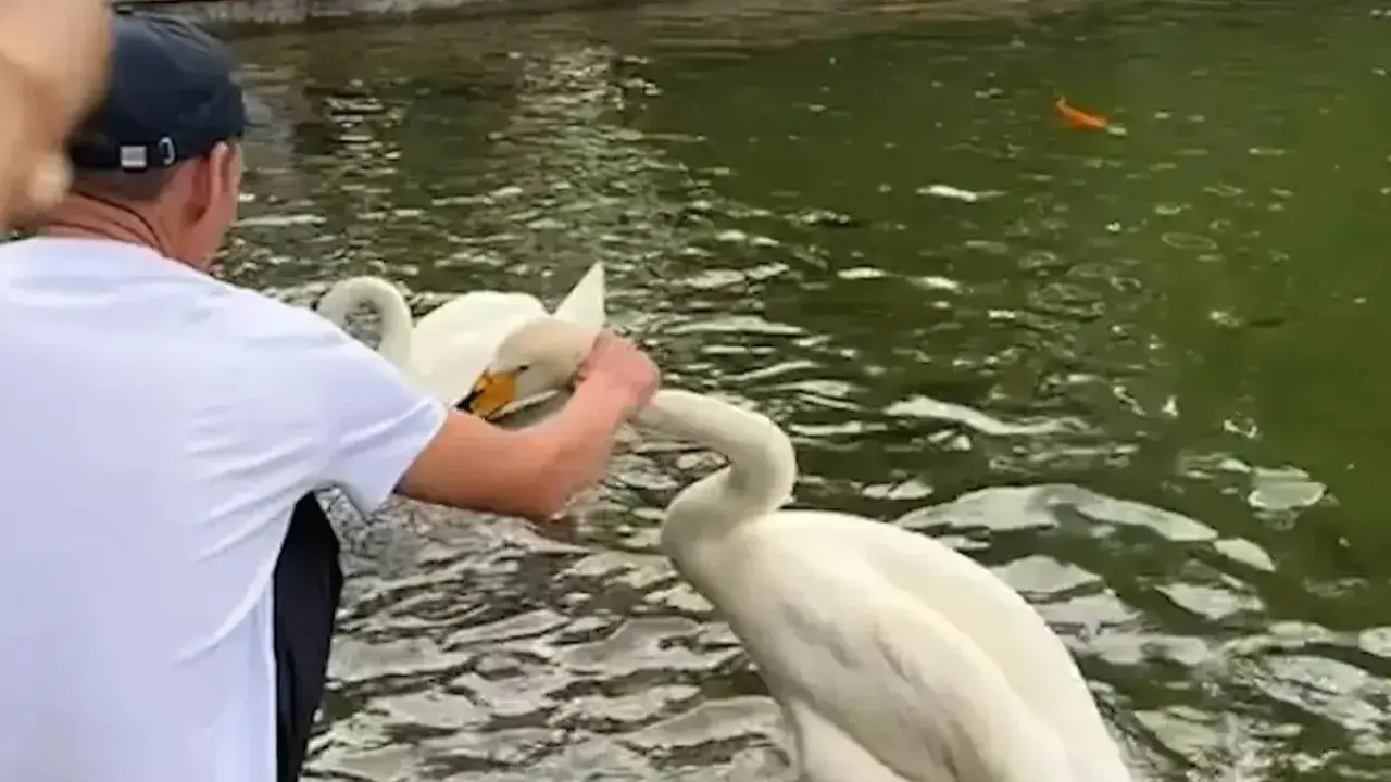 Видео скрині