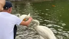 Алматыда аққуды мойнынан ұстап қылқындырған ер адам қамауға алынды