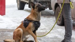 Итті бірнеше рет пышақтап, аяусыз тепкілеген жасөспірім қылмыстық жауапкершілікке тартылмайтын болды