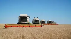 Ақмола облысында астық жинау науқаны аяқталуға жақын: 6 млн тоннадан астам өнім бастырылды