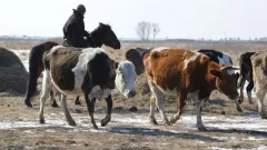 Алматы облысында мал ұрлығымен айналысқан қылмыстық топ ұсталды
