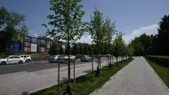 Алматыда күзгі кезеңде 53 мыңнан астам ағаш егіледі