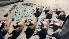 Маңғыстау облысында киік мүйіздерін заңсыз сақтаған тұрғын ұсталды