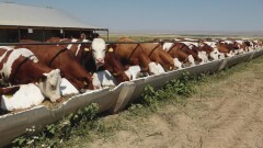 Еліміздің солтүстігінде ірі қара арасында бруцеллез өршіп барады