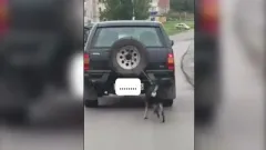 78 мың теңге: Шығыс Қазақстанда итін көлікке байлап сүйреген жүргізуші жауапқа тартылды