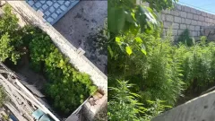 Маңғыстау облысында 749 түп қарасора заңсыз өсірілген