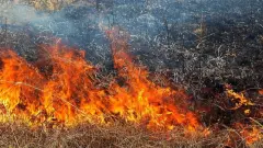 Абай облысында қамыс өртеніп жатыр: 100-ден астам адам жұмылдырылды