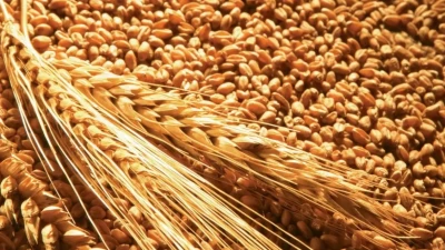 Қазақстанға бидай әкелуге салынған шектеу мерзімі жыл соңына дейін ұзартылды