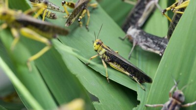 Үкімет: Барлық өңірде шегірткеге қарсы өңдеу аяқталды